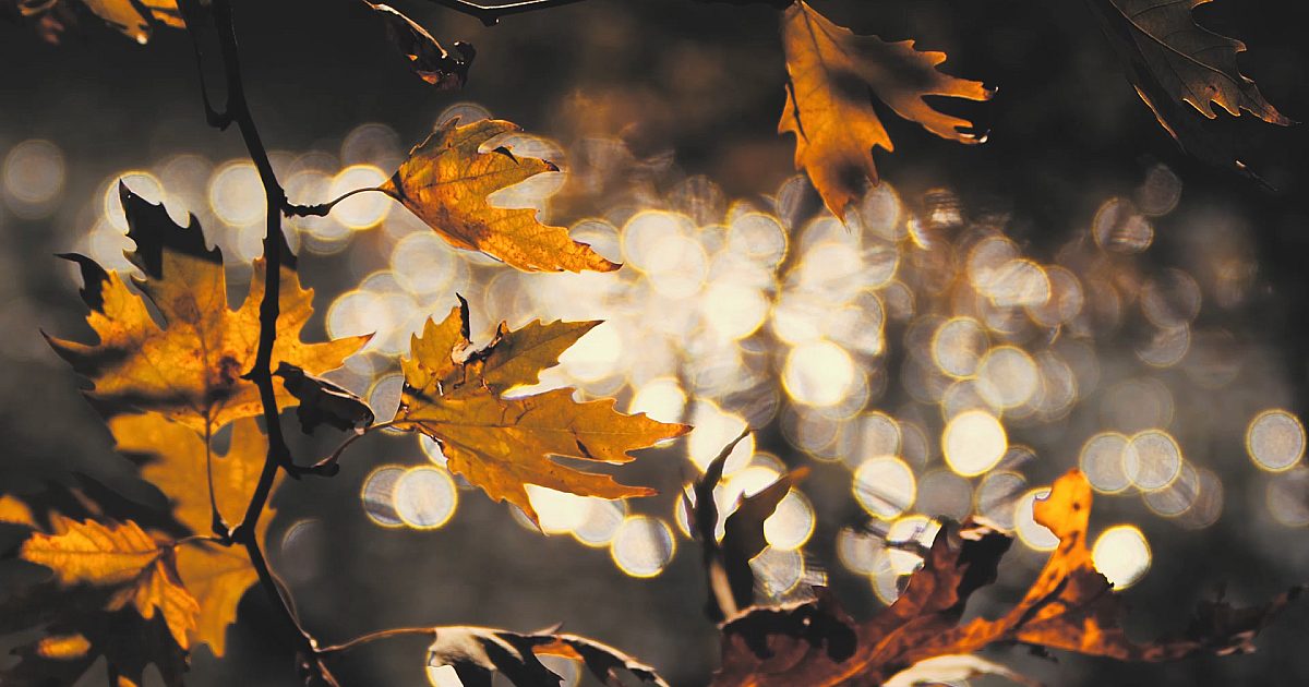 Moving Fall 03 | Motion Video Background