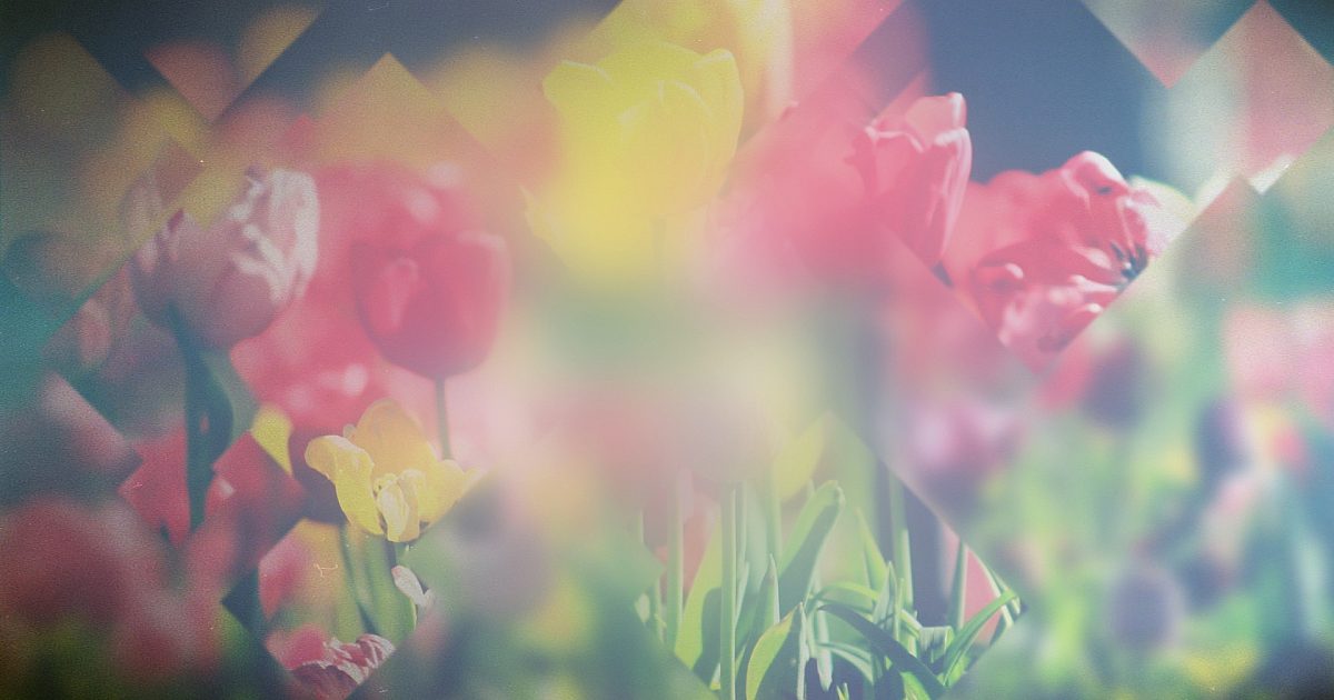 Spring Journey Spring Journey 15 | Motion Video Background