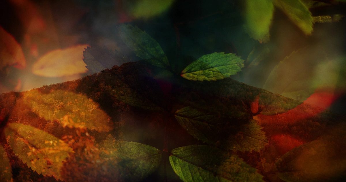Subtle Fall 04 | Motion Video Background