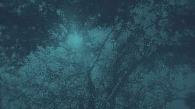 Autumn Canopies 1 Duotone