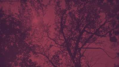 Autumn Canopies 3 Duotone