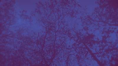 Autumn Canopies 4 Duotone