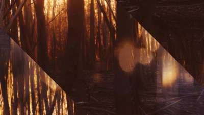 Autumn Dream Forest Alt