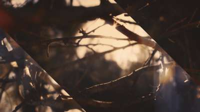 Autumn Dream Vision Alt