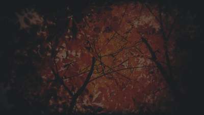 Autumn Fire Ablaze Subdued