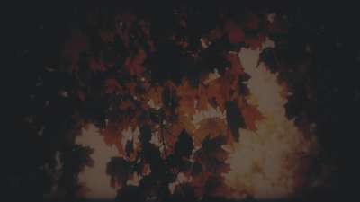 Autumn Fire Coals Subdued