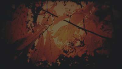 Autumn Fire Sparks Subdued