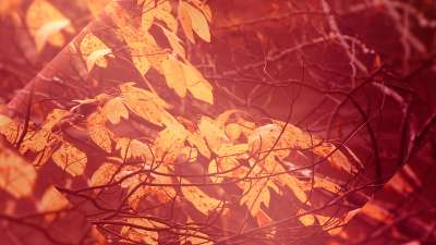 Autumn Oasis Leaves Still