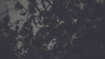 Bleak Beauty Leaves Fade