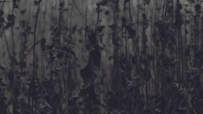 Bleak Beauty Stalks Fade