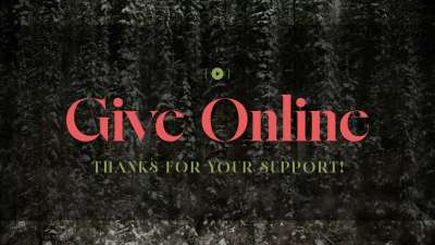 Evergreen Give Stream