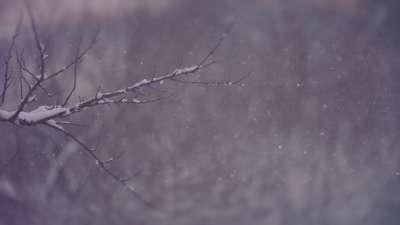 Journey To The Nativity: Snow Branch Loop