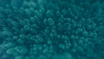 Journey To The Nativity: Tree Loop