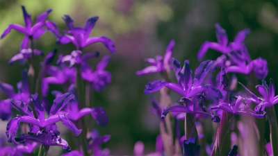 Mother's Day Garden 1