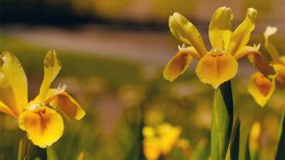 Mother's Day Garden 11