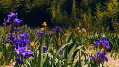 Mother's Day Garden 12