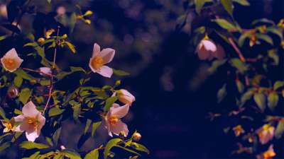 Mother's Day Garden 13