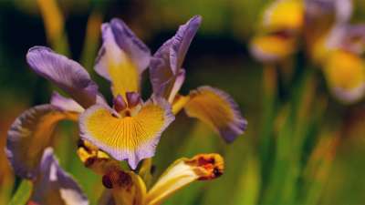 Mother's Day Garden 14