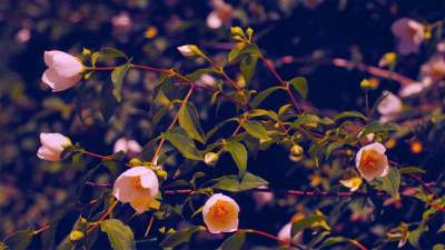 Mother's Day Garden 3