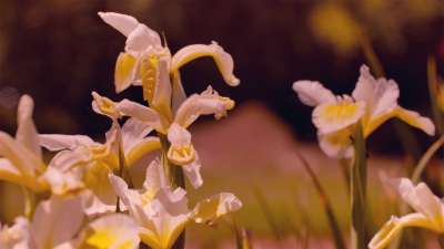 Mother's Day Garden 4