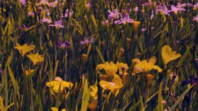 Mother's Day Garden 5