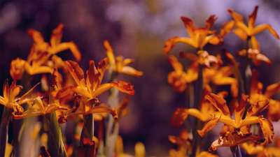 Mother's Day Garden 6