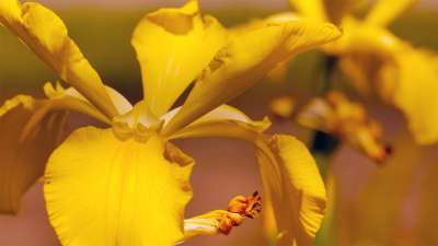 Mother's Day Garden 8