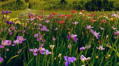 Mother's Day Garden 9