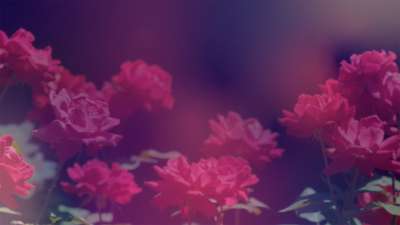 Mother's Day Roses 1