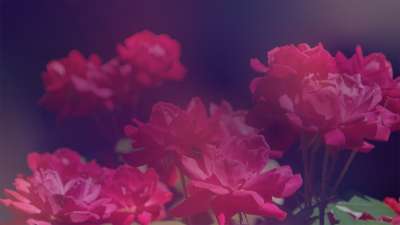 Mother's Day Roses 2