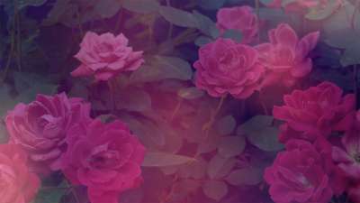 Mother's Day Roses 3