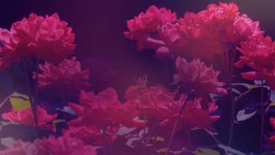 Mother's Day Roses 4