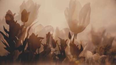 Muted Spring Tulips