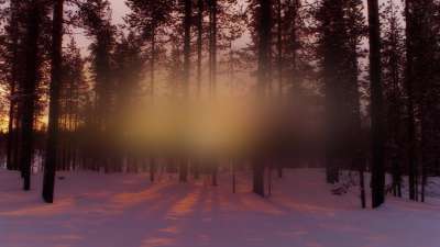 New Beginning Forest