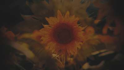 Vintage Sunflowers Close