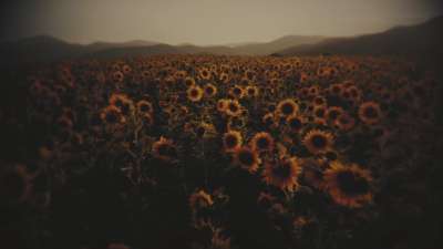 Vintage Sunflowers Forward