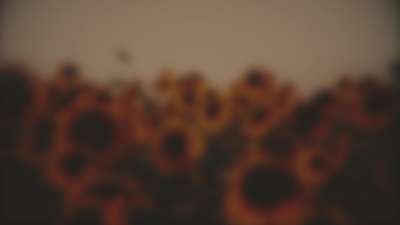 Vintage Sunflowers Group Blur