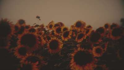 Vintage Sunflowers Group