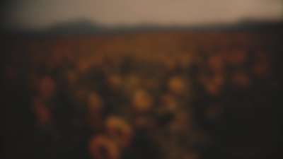 Vintage Sunflowers Side Blur