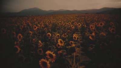 Vintage Sunflowers Side