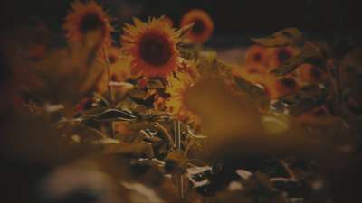 Vintage Sunflowers Stalks