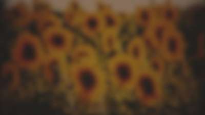 Vintage Sunflowers Sunward Blur