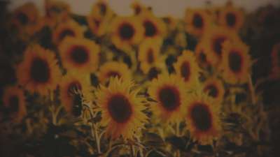 Vintage Sunflowers Sunward
