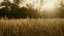Autumn Meadow 05