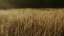 Autumn Meadow 08