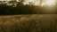 Autumn Meadow 09