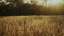 Autumn Meadow 16