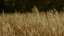 Autumn Meadow 17