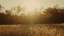 Autumn Meadow 19