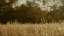 Autumn Meadow 20